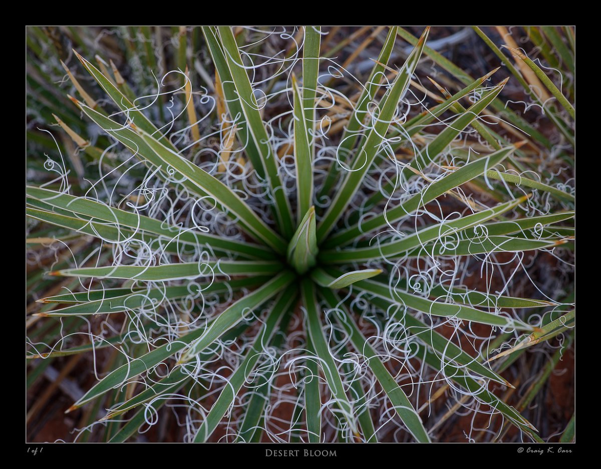 _DSC6483_007865-X2.jpg