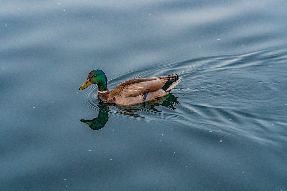 _DSC6531_dw.jpg