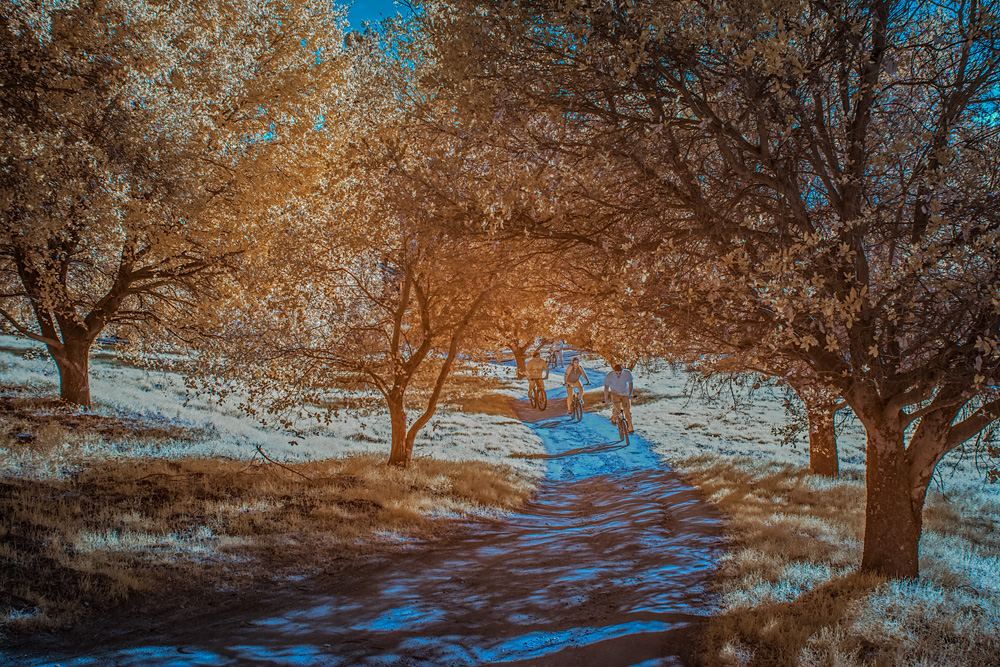 _DSC7011_IR_MyProfile+CustomWB_1_dw.jpg