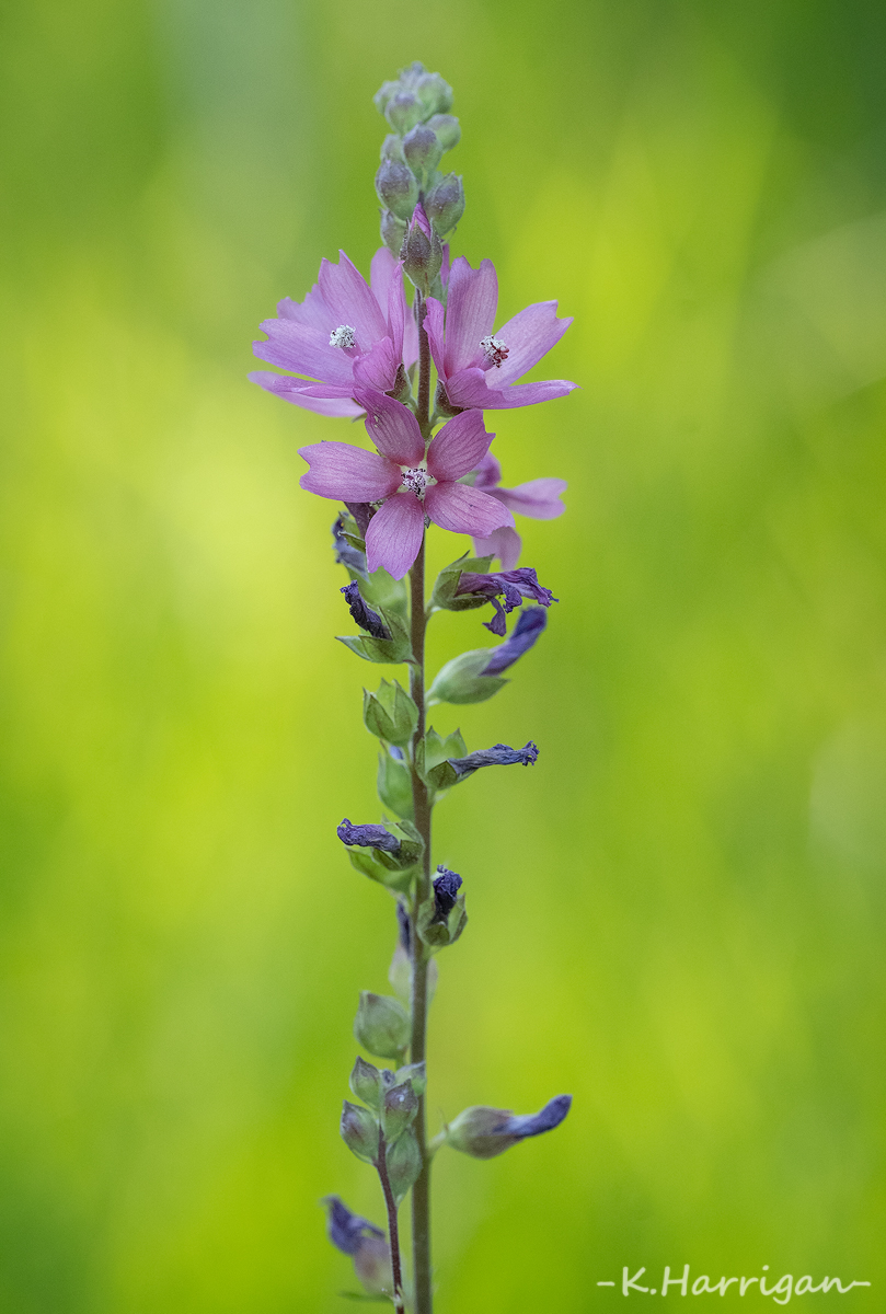 _DSC7530-sharpened.jpg