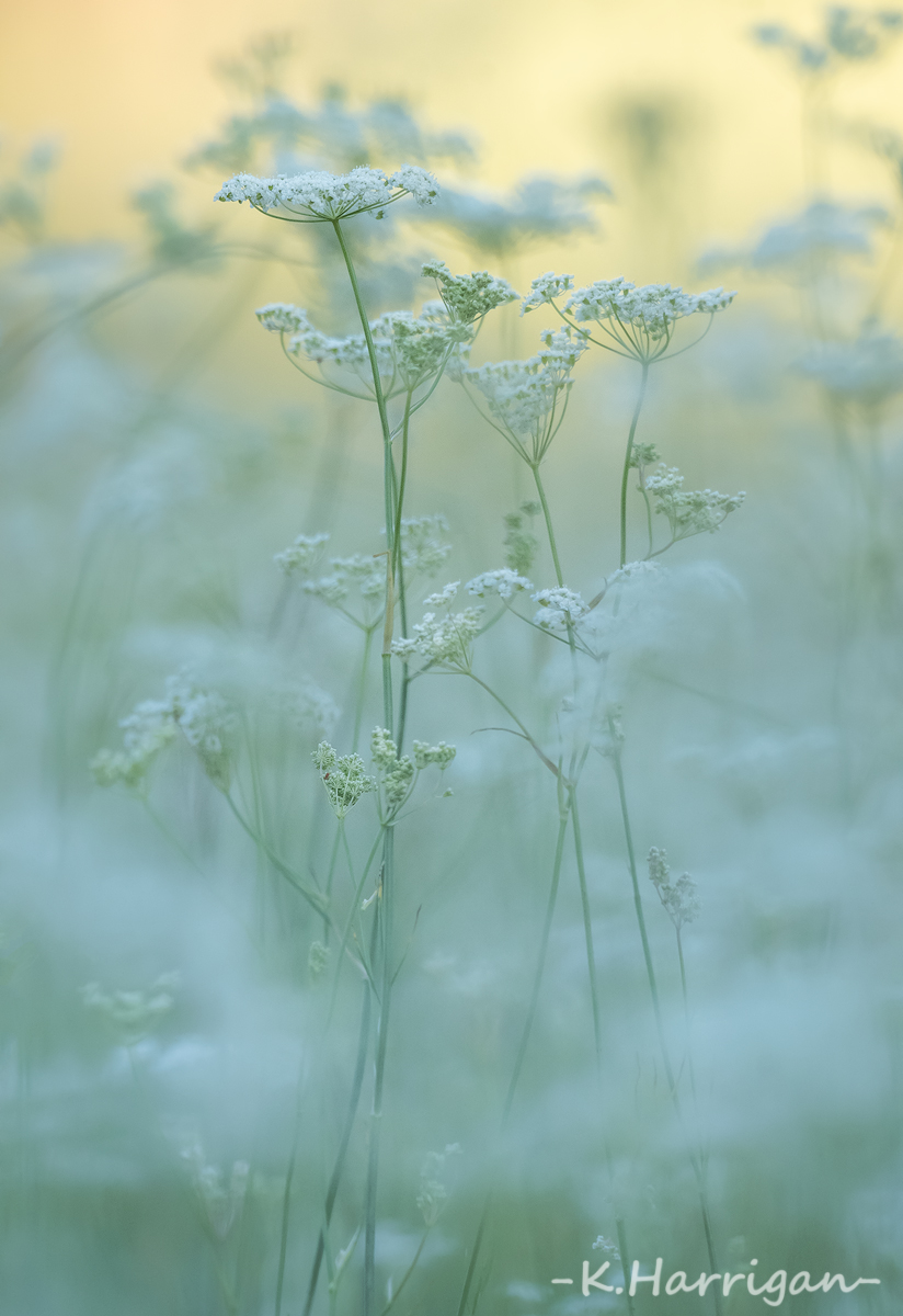 _DSC7600-sharpened.jpg