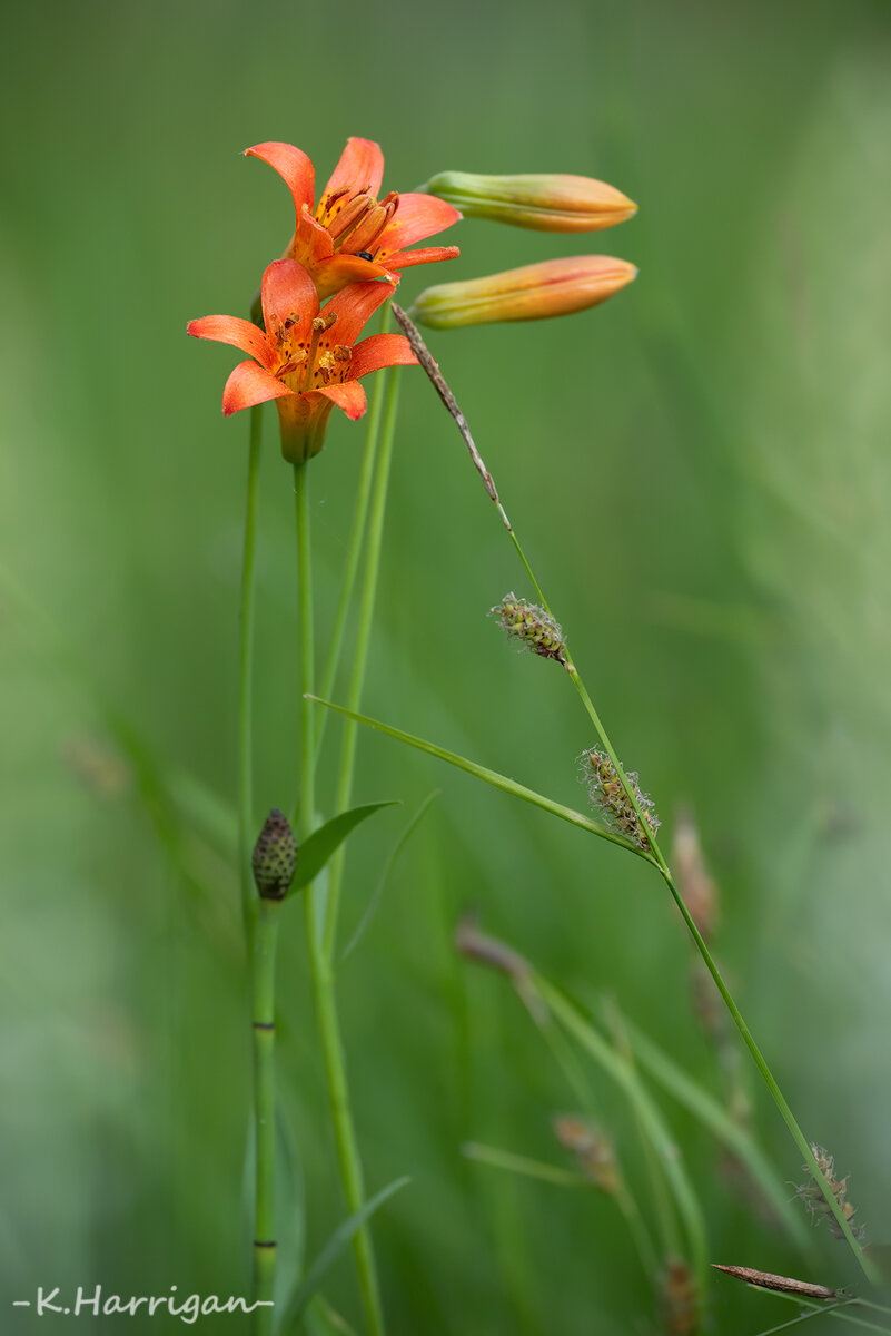 _DSC7870-sharpened.jpg