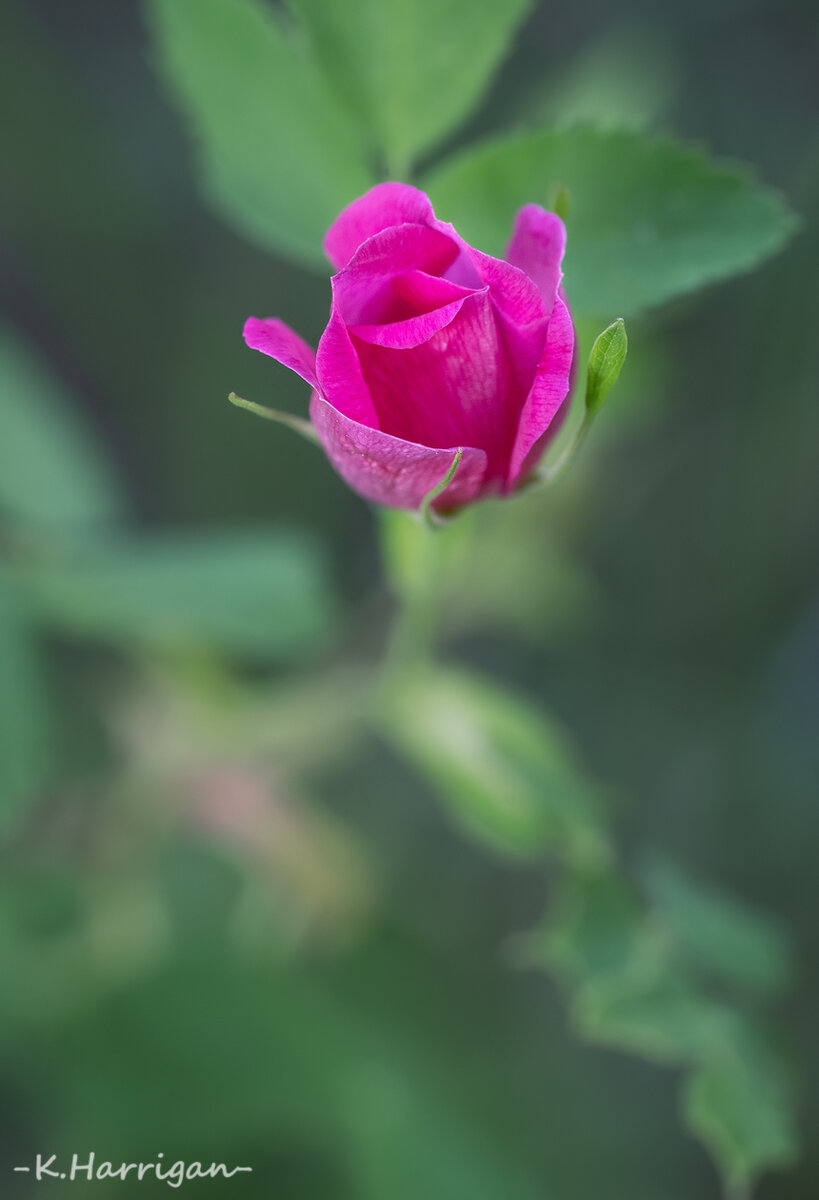 Interior Rose | Focal World