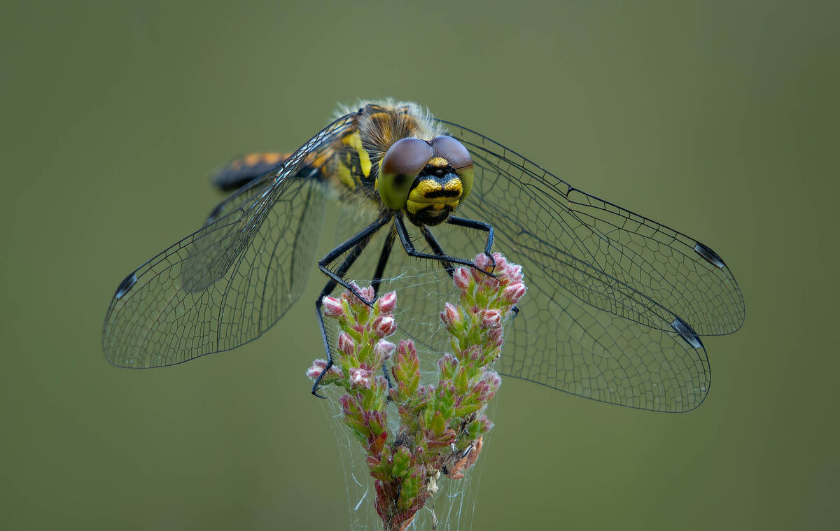 _DSC7924-ARW_DxO_DeepPRIME-1 copy.jpg