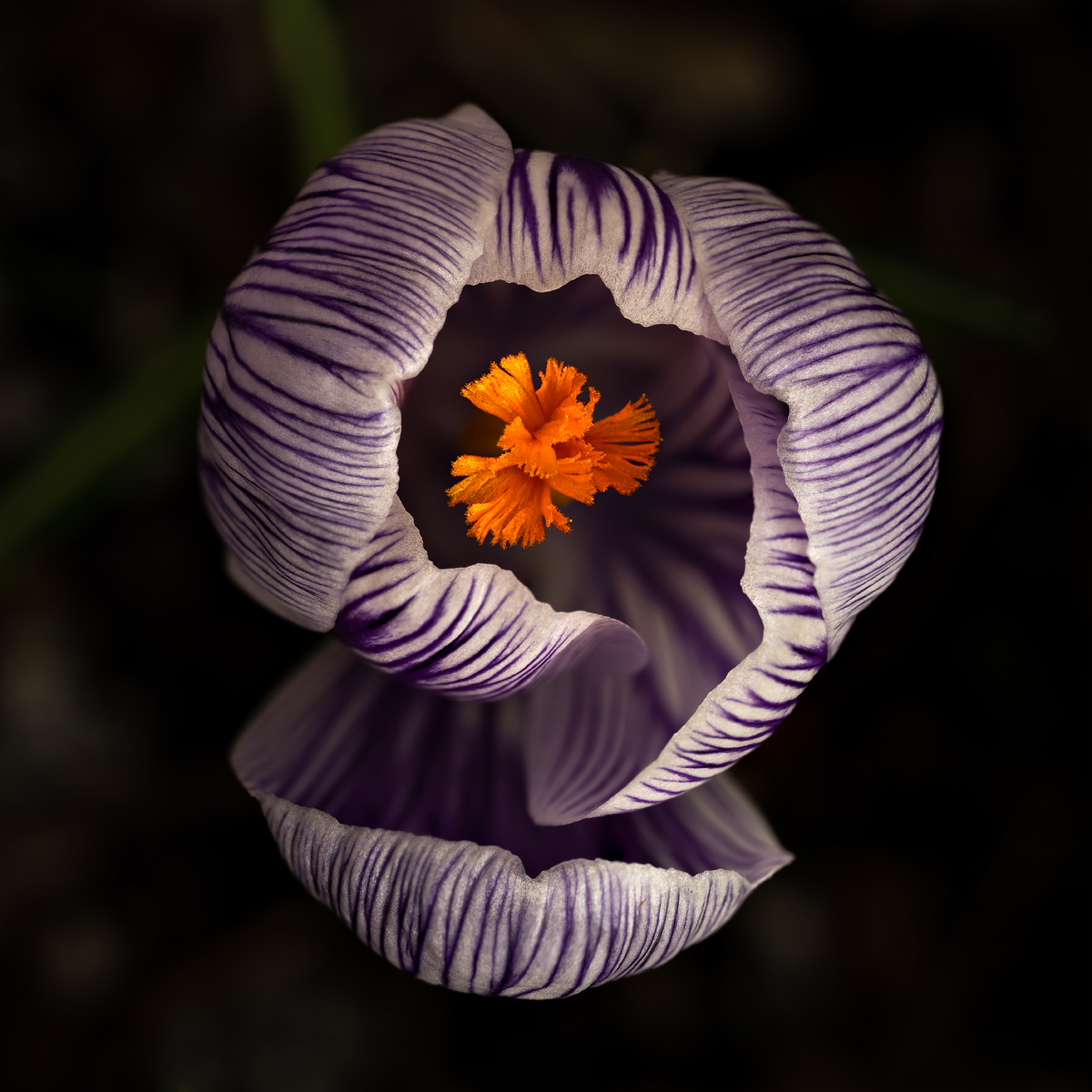 _DSC8005-1 8006 merge copy.jpg