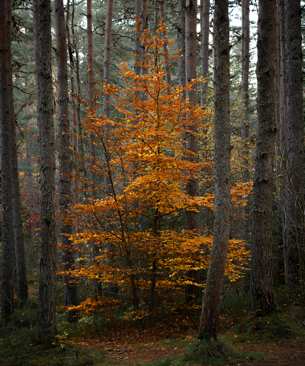 _DSC8091-1 copy.jpg