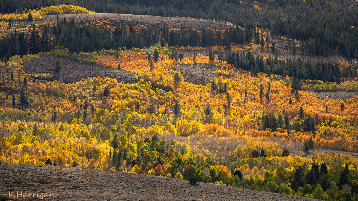 _DSC8398-sharpened copy.jpg