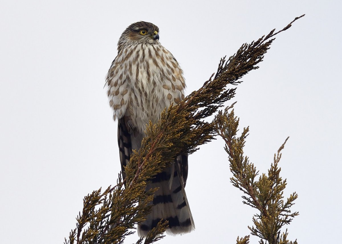 _DSC9519-X2.jpg