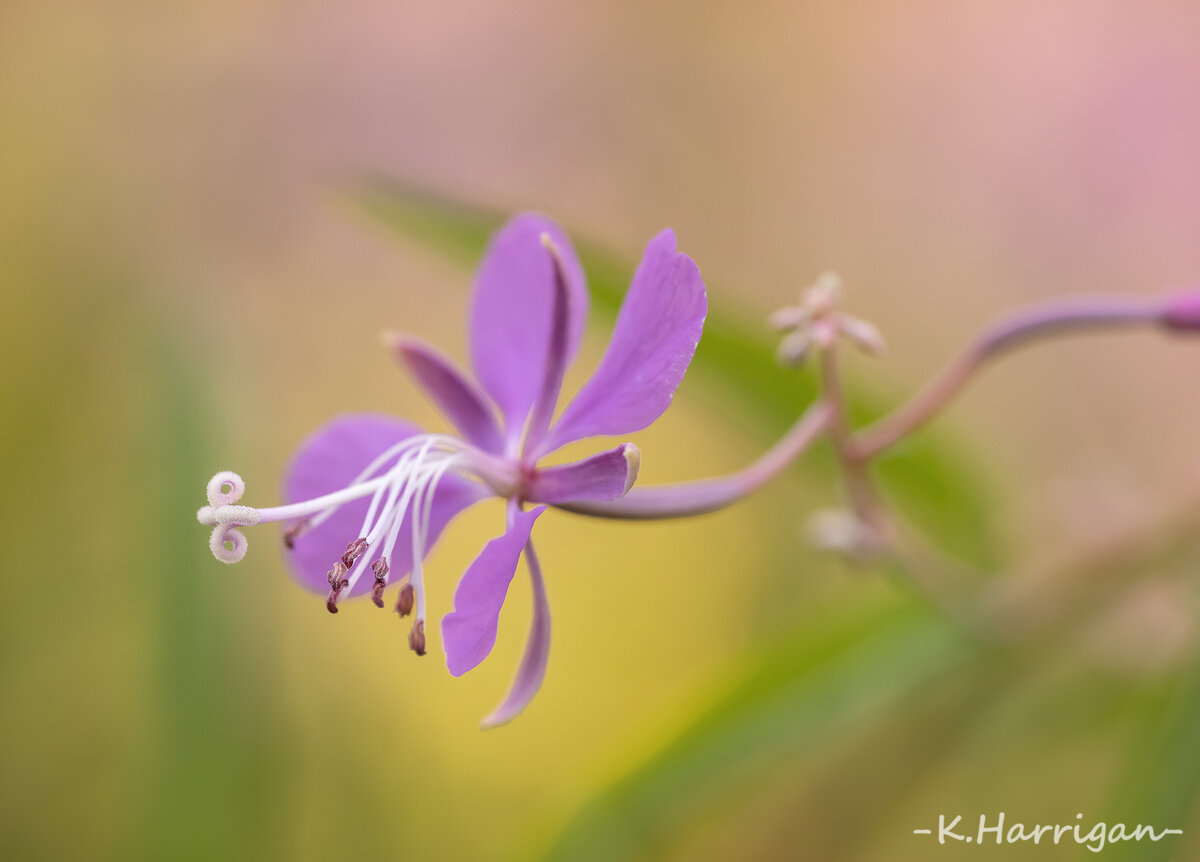 _DSC9550-sharpened.jpg