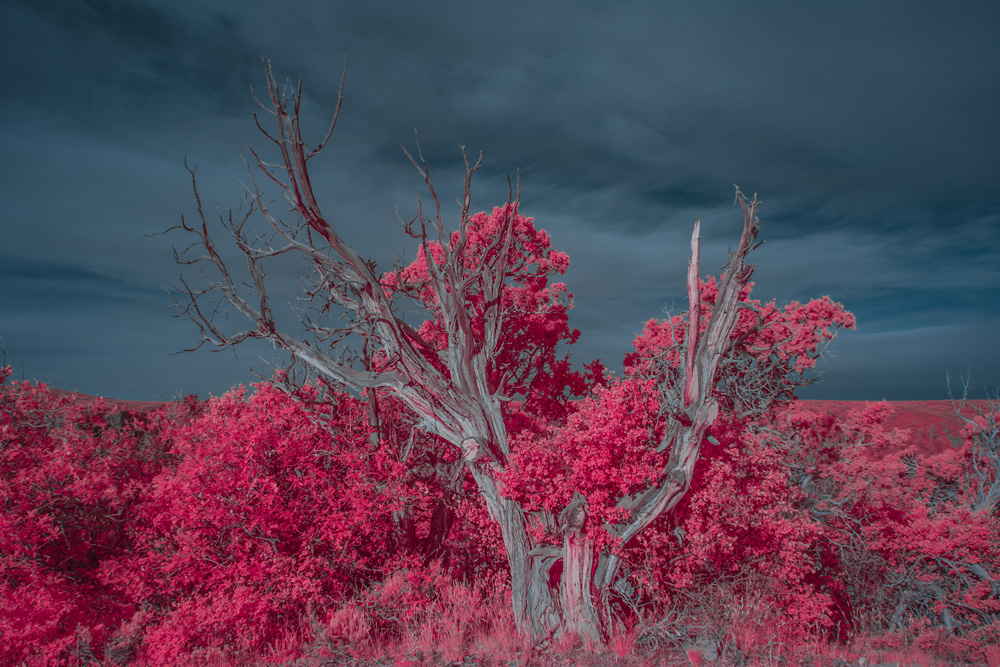 _DSC9610_wbBox_AeroChrome_dw.jpg