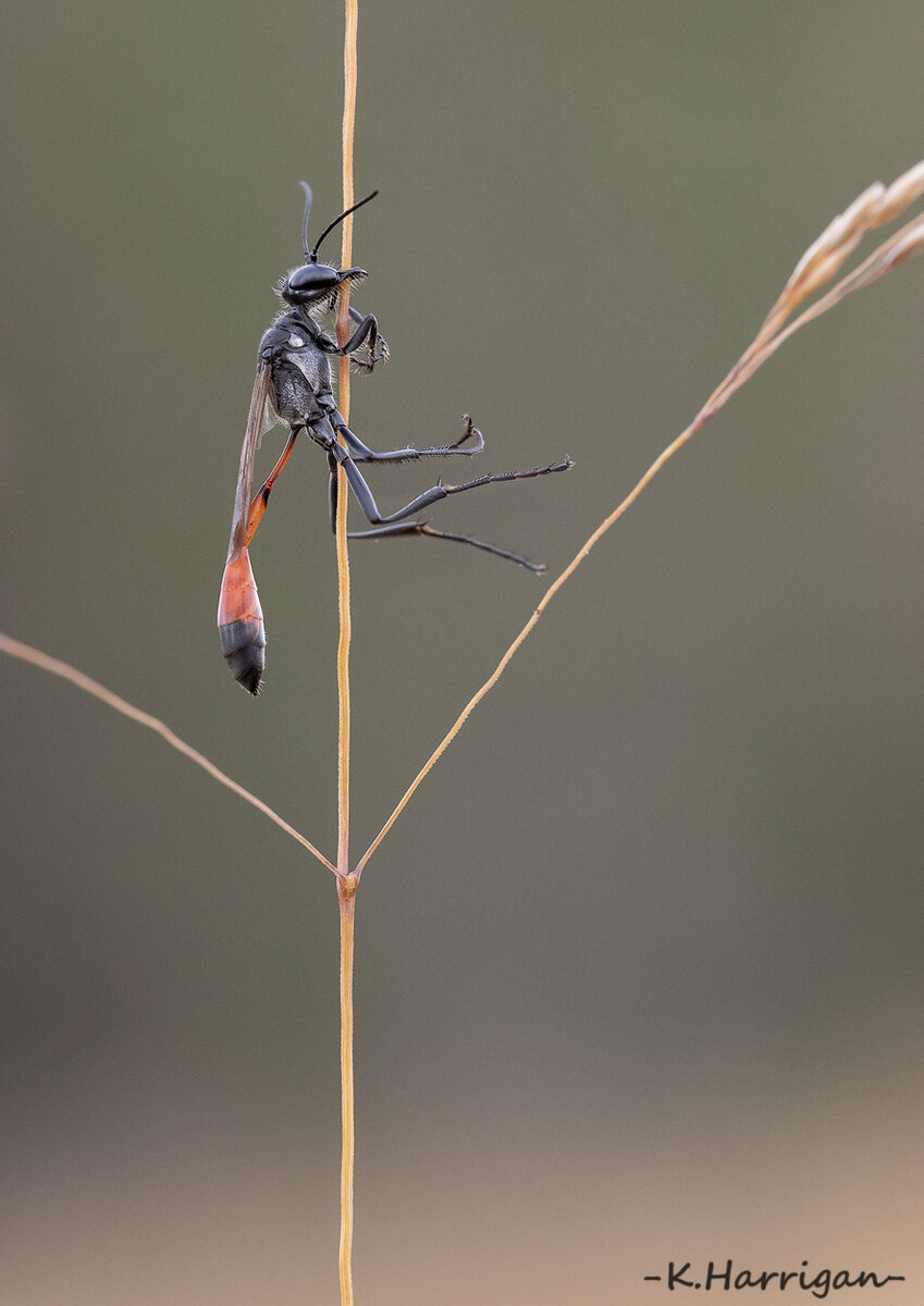 _DSC9785-sharpened.jpg