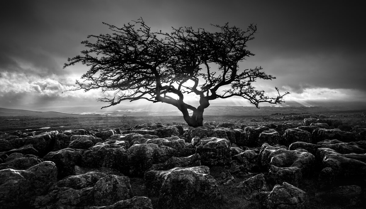 _DSF2018-4 lightened shadows copy.jpg