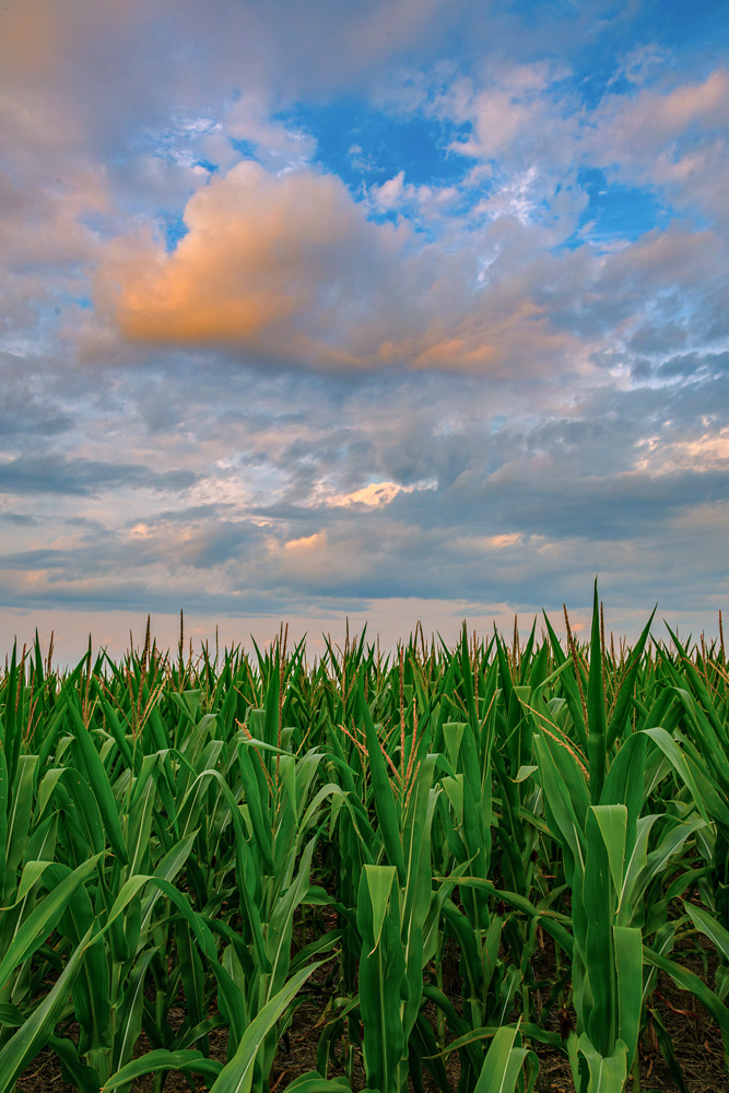 A Corny Sunset | Focal World