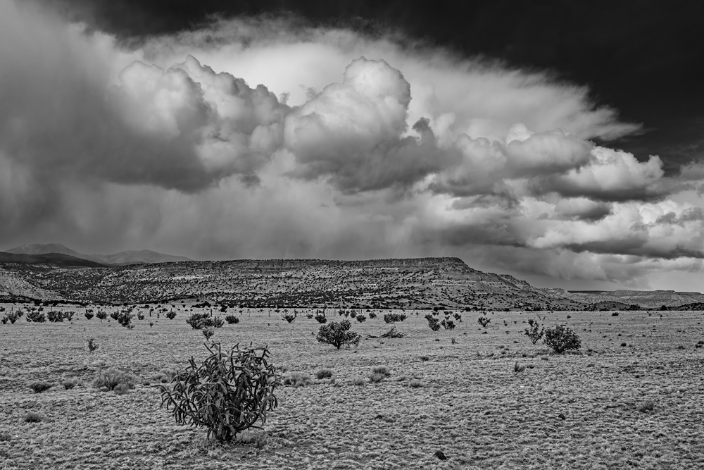 _NZ80873_BW_dw.jpg