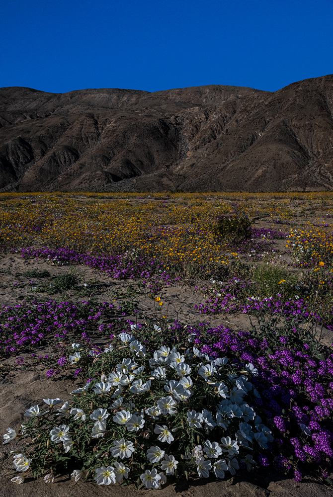 _NZ84615_x_dw.jpg