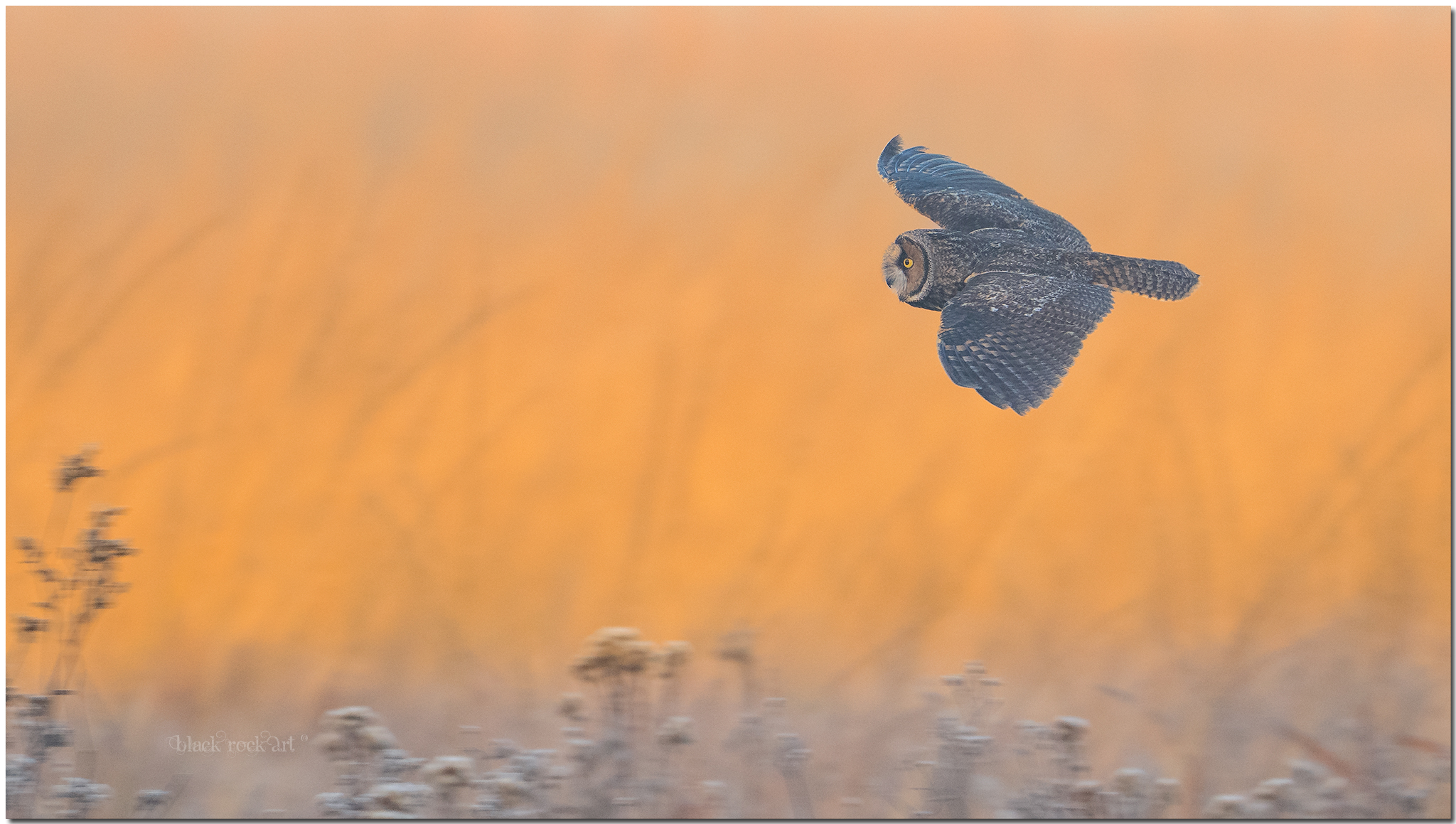 _OHZ2209 wingsLEOWFB.jpg