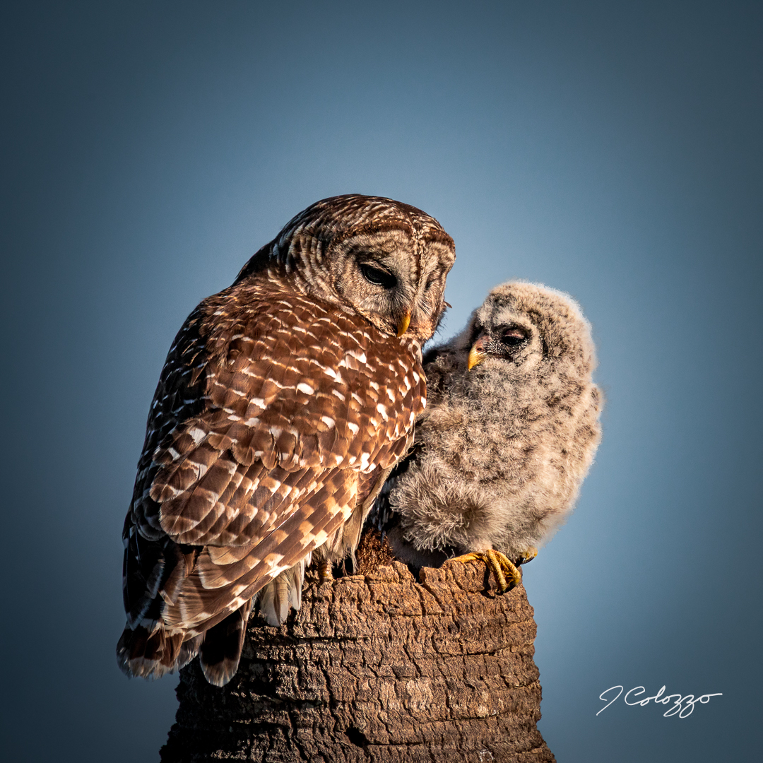 _P3A7291-Edit.jpg