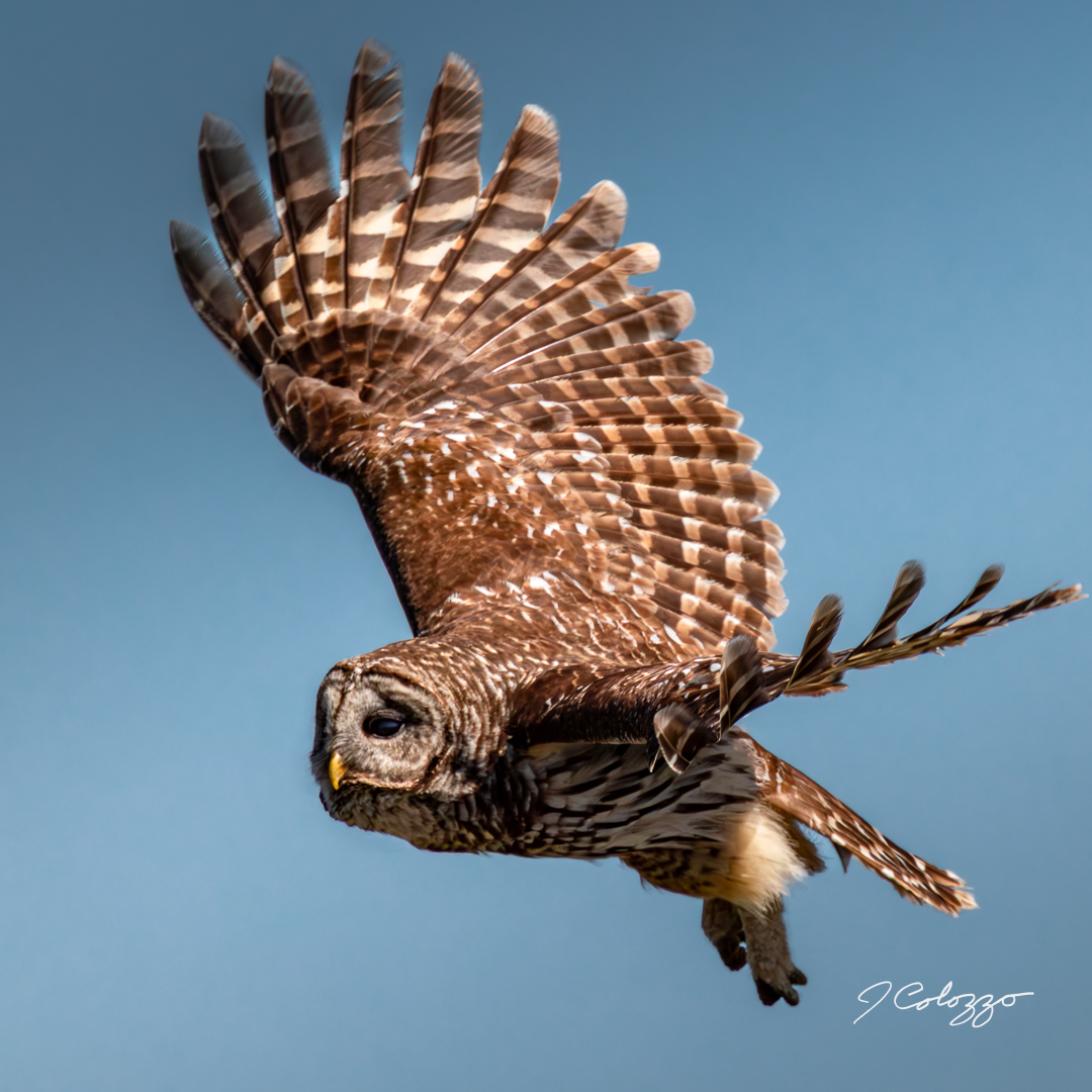 _P3A7802-Enhanced-NR-2.jpg