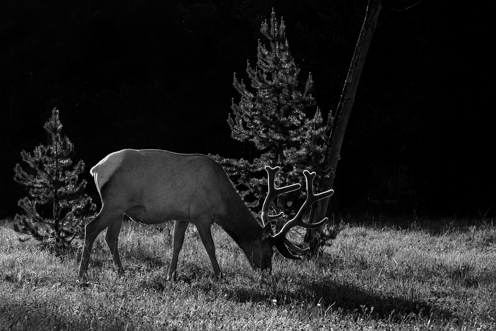 _Z633388_BW_dw.jpg