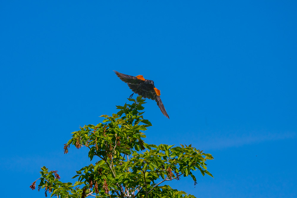 _Z633717_dw.jpg