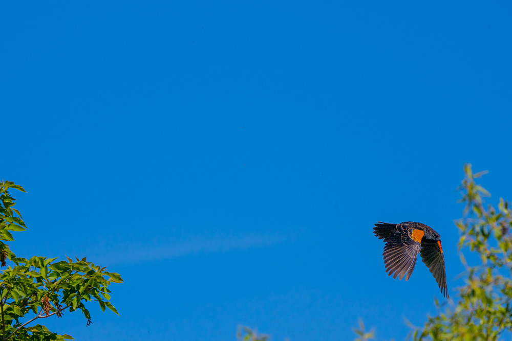_Z633721_dw.jpg