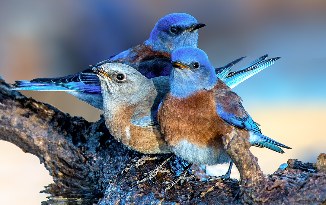 a trio of western bluebirds.jpg