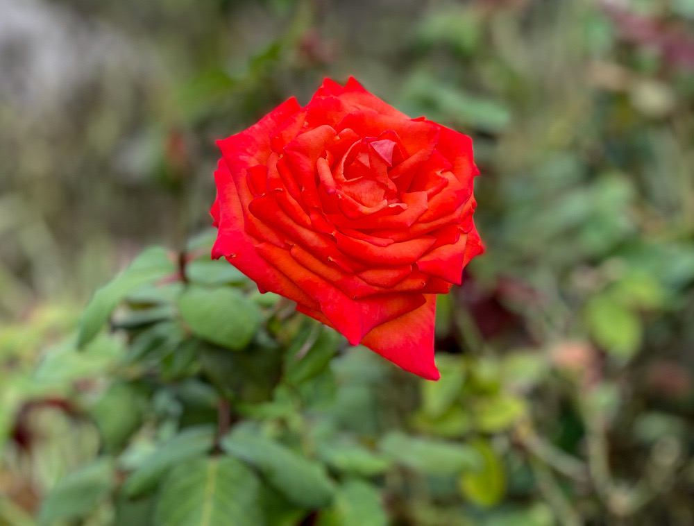 ACB957D3-A7F1-4B15-AD24-88EC8018EC71.jpeg