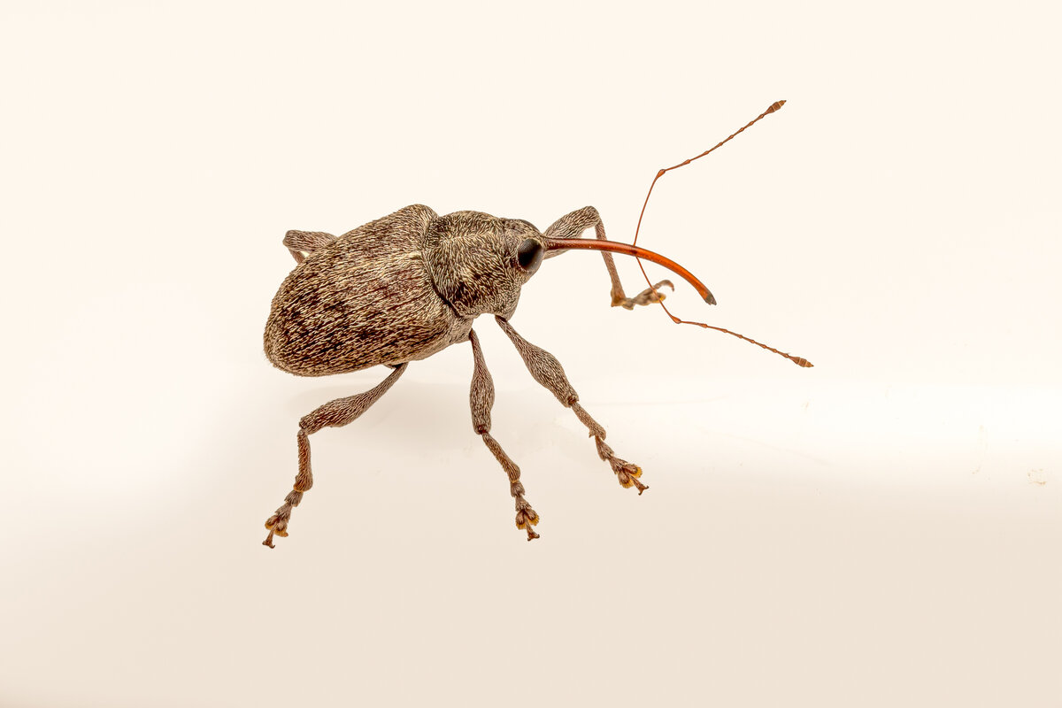 Acorn Weevils -8131-Edit (6).jpg