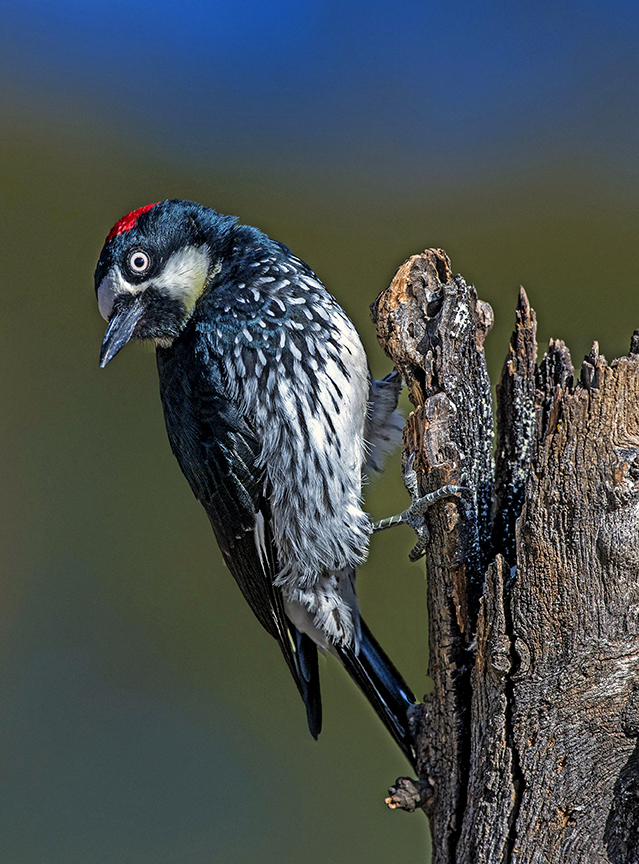 Acorn Woodpecker.jpg