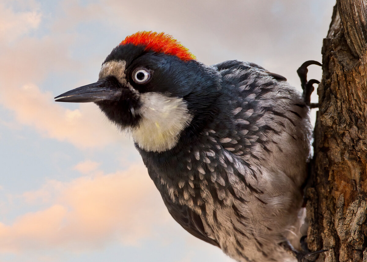 Acorn Woodpecker.jpg