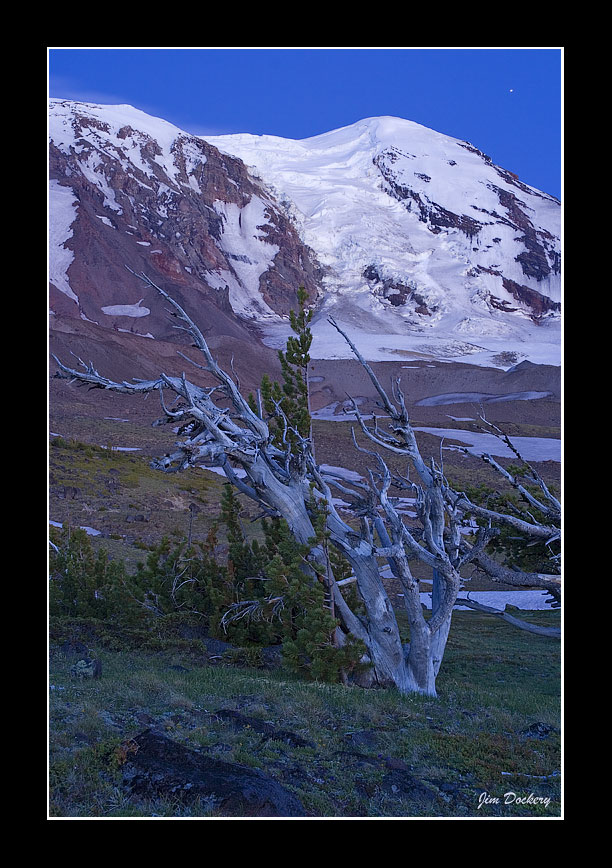 AdamsGlacierTree.jpg