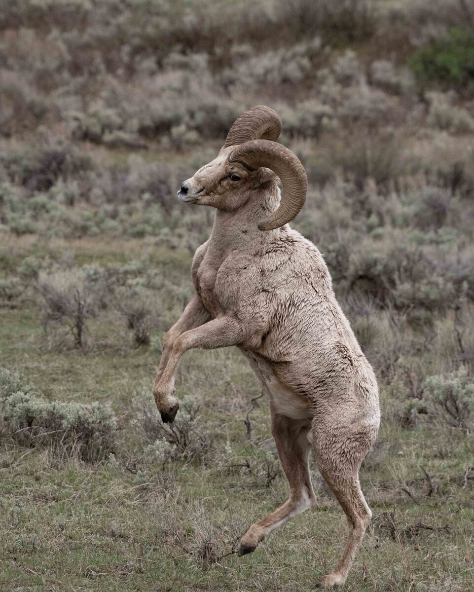 ADSC_0673 copy 2SF.jpg