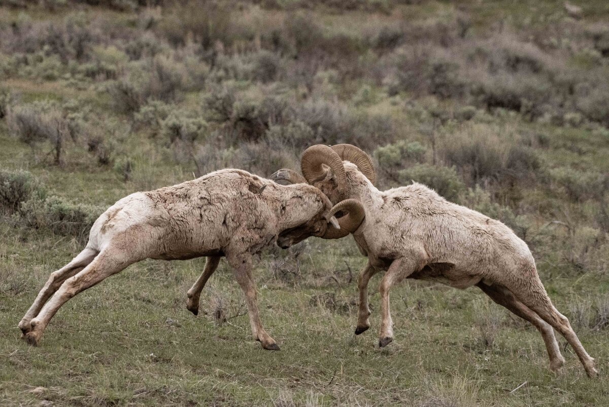 ADSC_0692 copyCSF.jpg