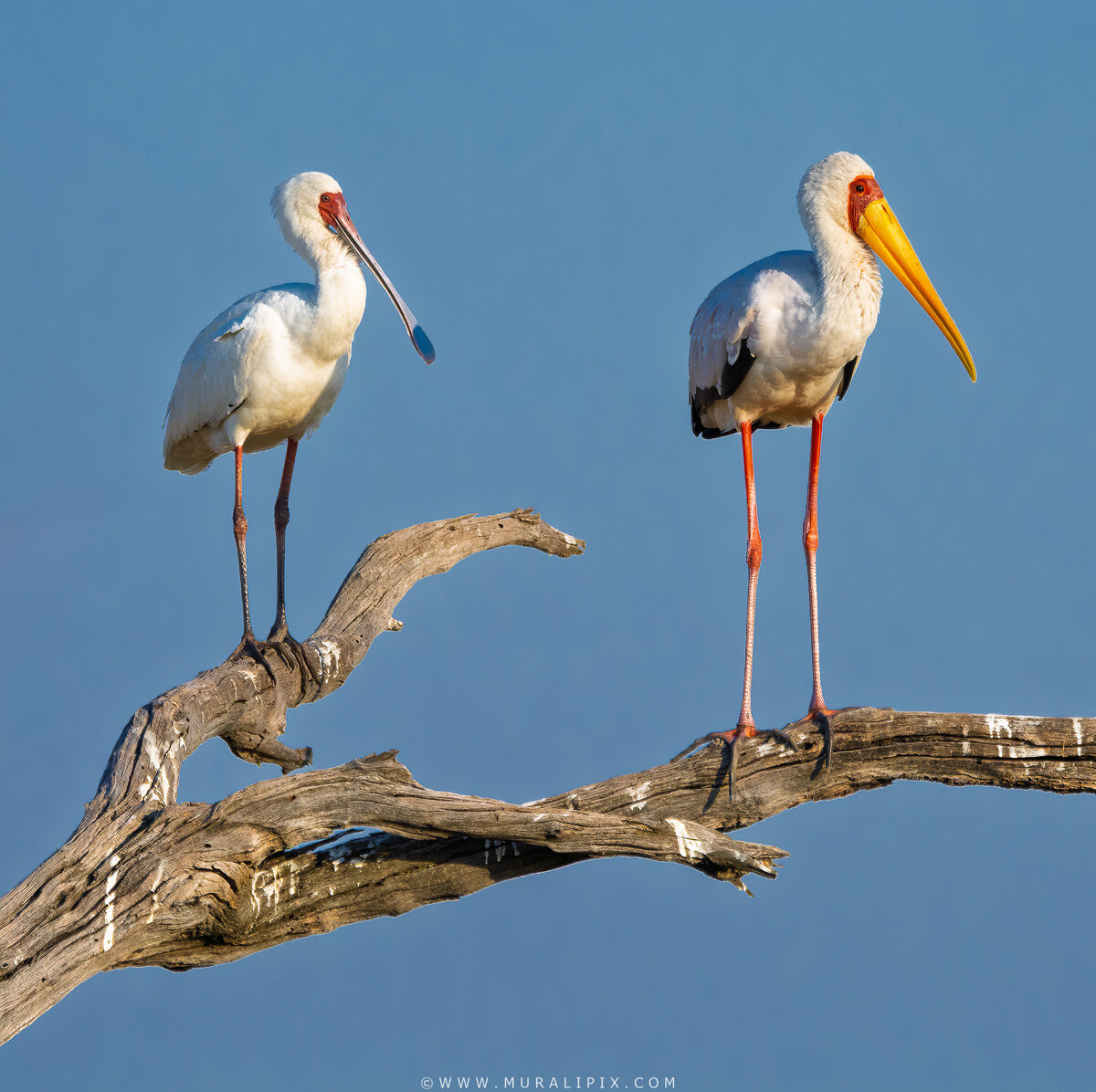 African Spoonbill & Yellow Billed Stork.jpg