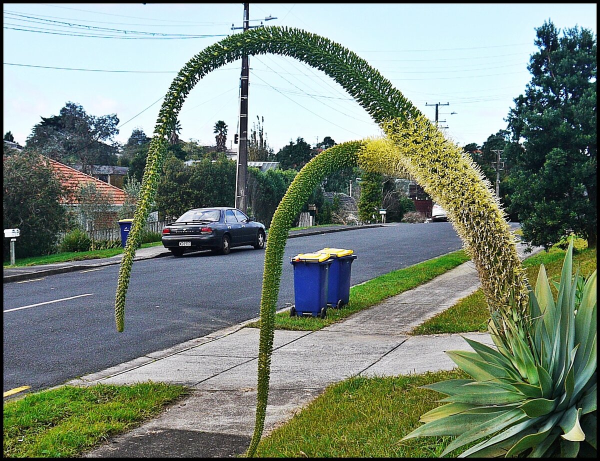 AGAVE 2.JPG