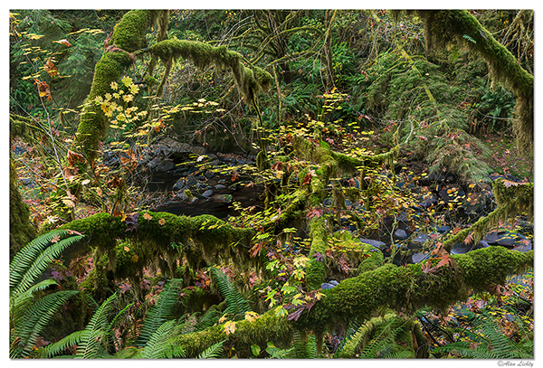 Alan_TrailContrasts2_600px.jpg