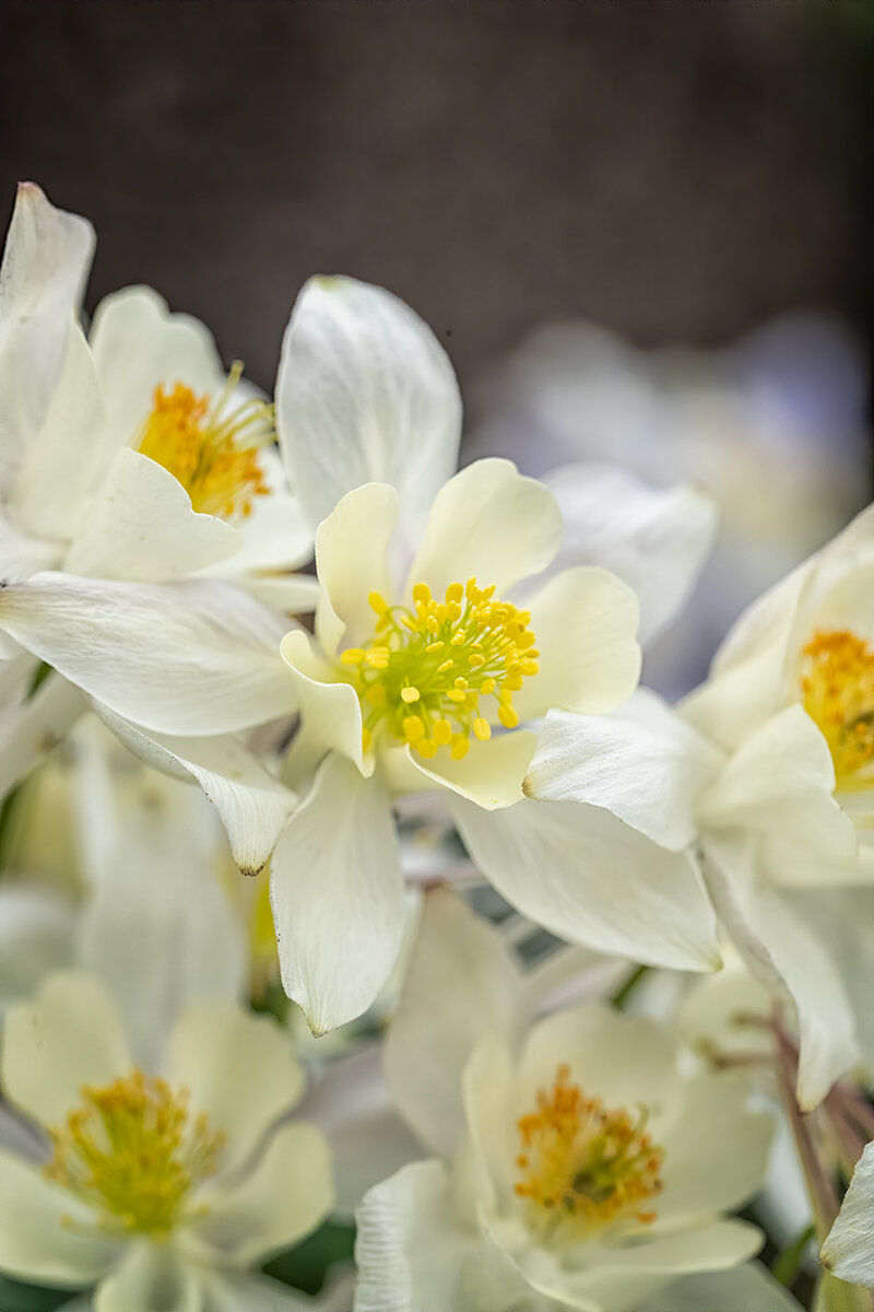 AlbaAquilegiaNoiseSharpNikBlack-spot.jpg