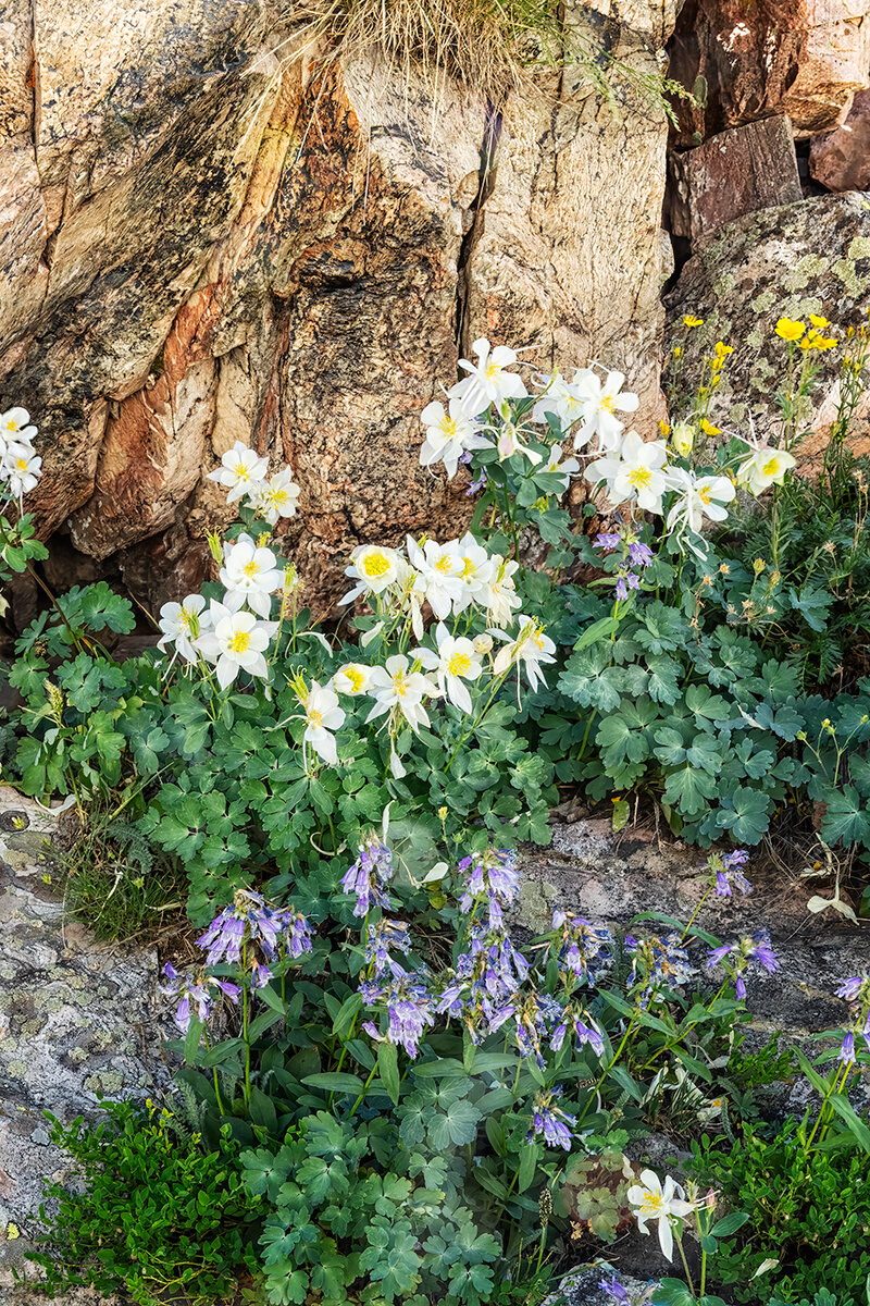 AlcoveFlowers.jpg