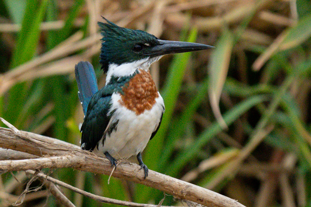 Amazon Kingfisher-06909.jpg