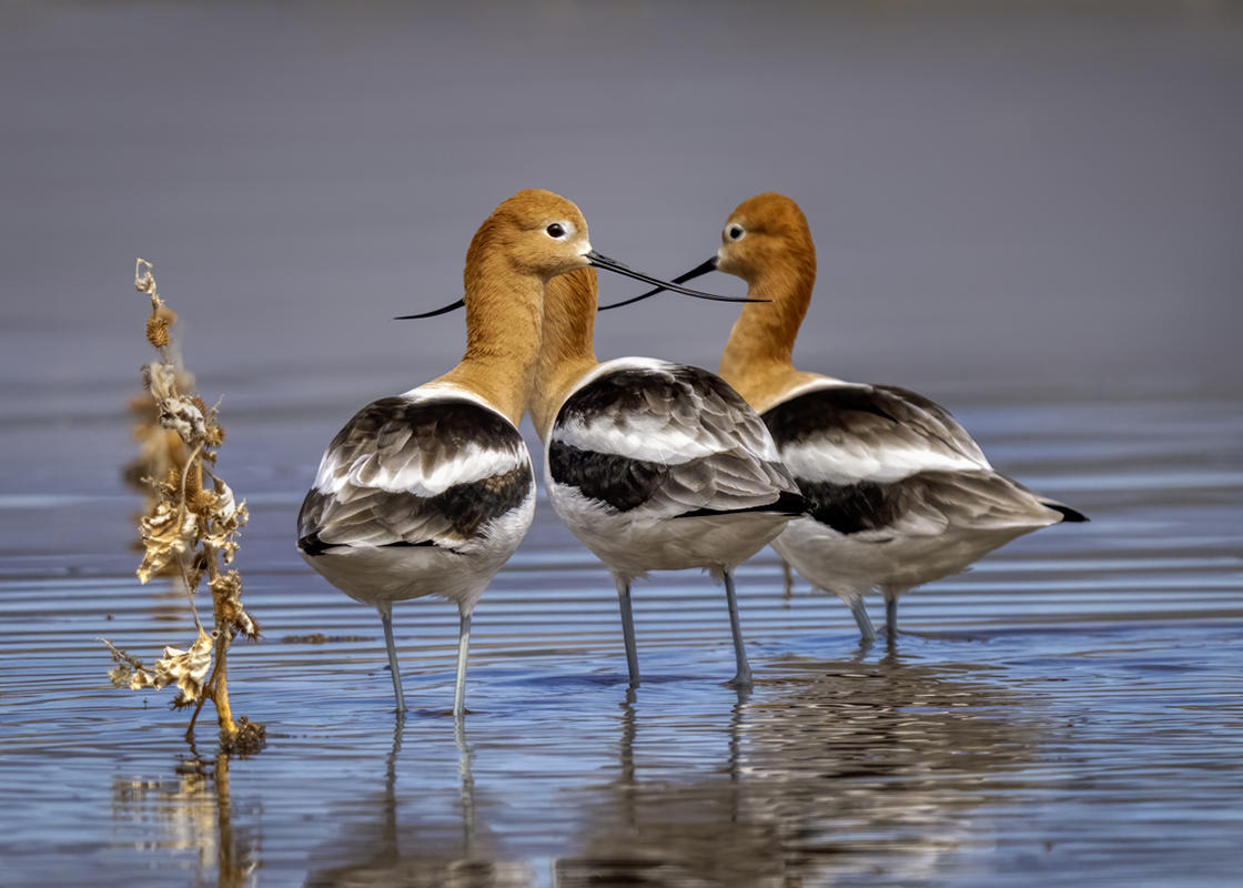 American avocet-00138-Edit.jpg