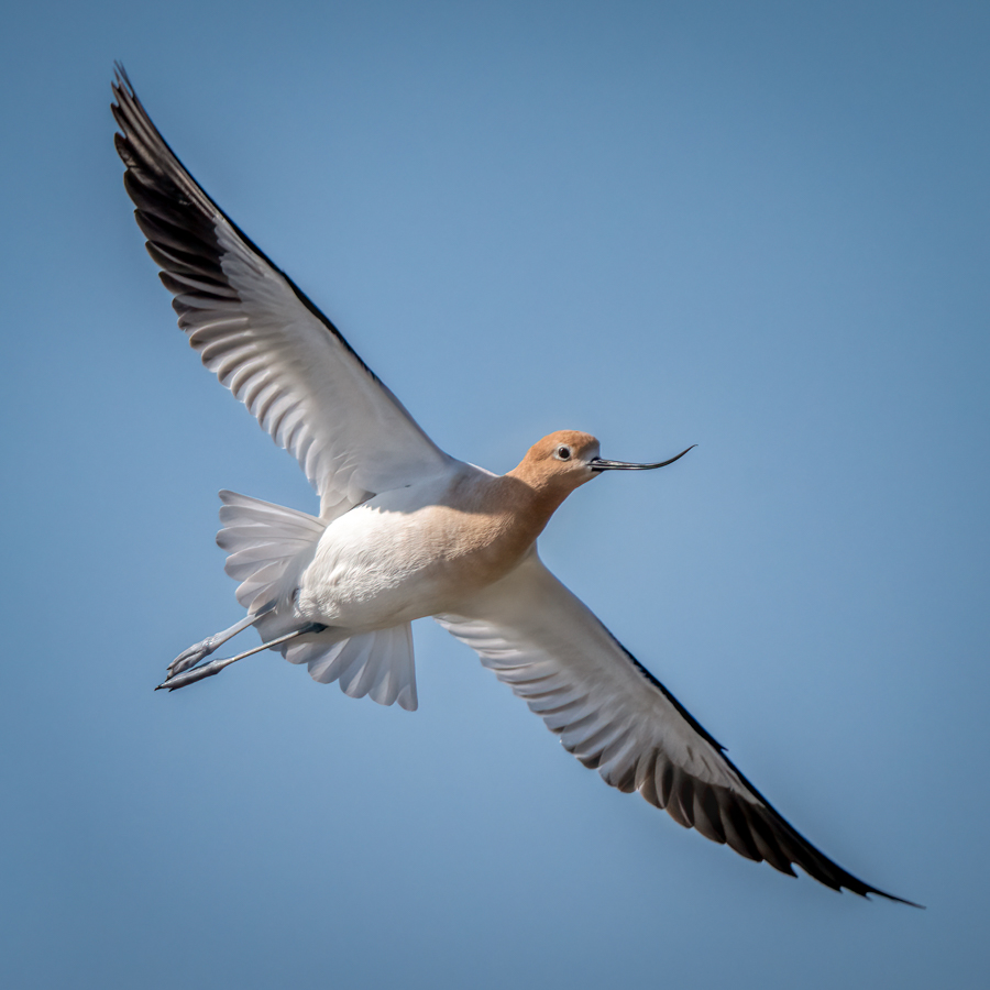 American avocet-06430-Edit.jpg