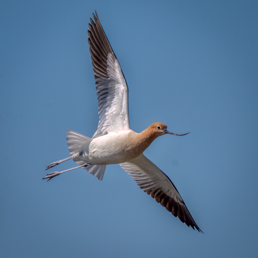 American avocet-06435-Edit.jpg