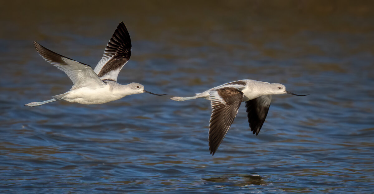 American avocet-08152-Edit.jpg