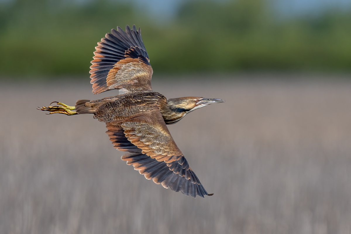 American bittern-03586-Edit.jpg