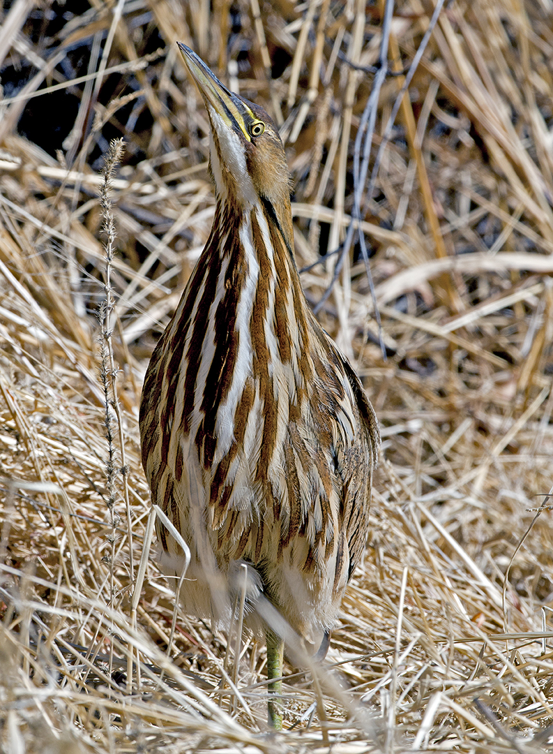 American Bittern.jpg
