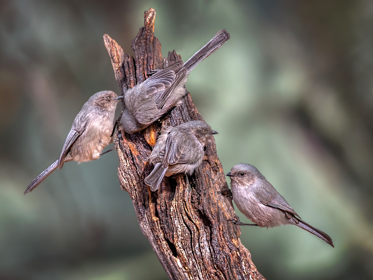 American bushtits 2.png