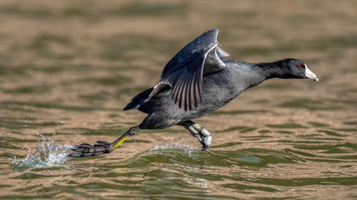 American coot--2912-Edit.jpg