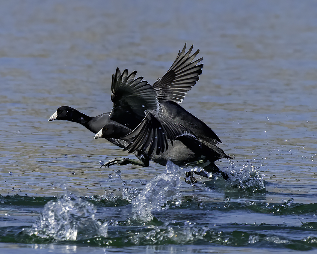 American Coots running.jpg