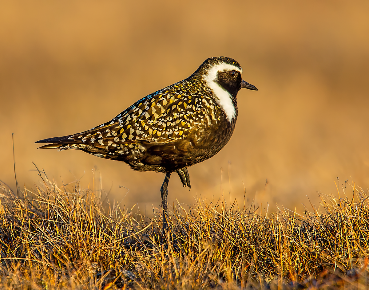 American Golden Plover in Golden Hour.png