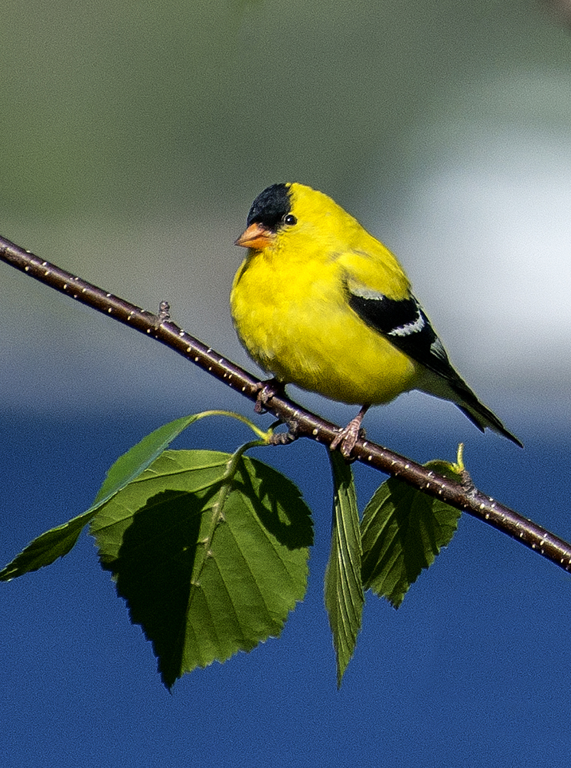 American Goldfinch (1 of 1).jpg